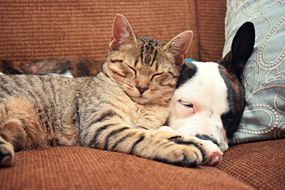 虎斑猫和狗在沙发上彼此睡觉“width=