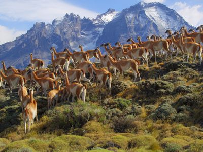 智利巴塔哥尼亚的guanacos