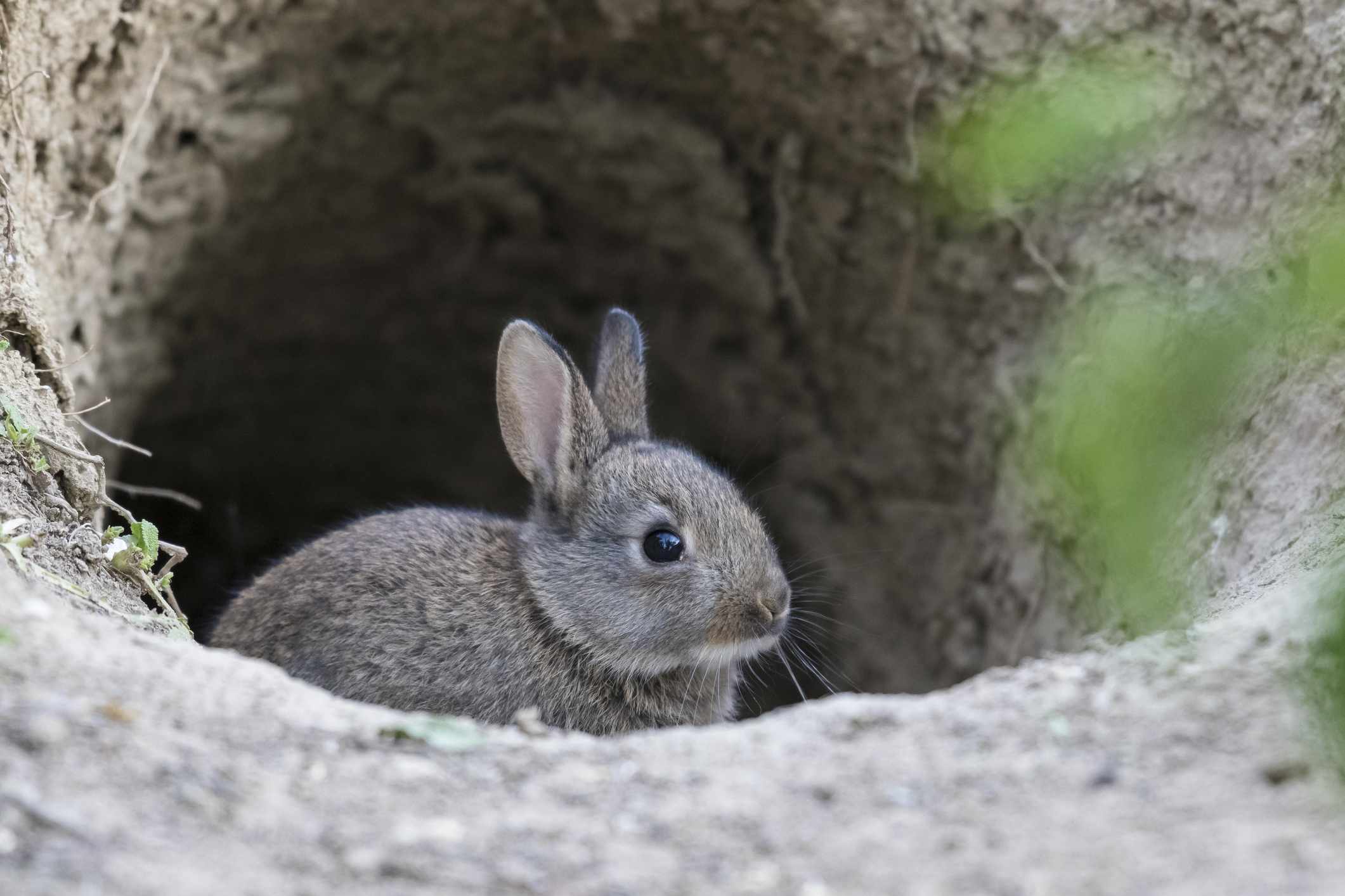 年轻的欧洲兔子(Oryctolagus cuniculus)看起来好奇，来自Bau，下奥地利，奥地利＂width=
