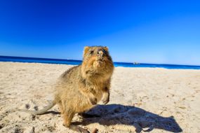 在澳大利亚的海滩上的quokka“width=