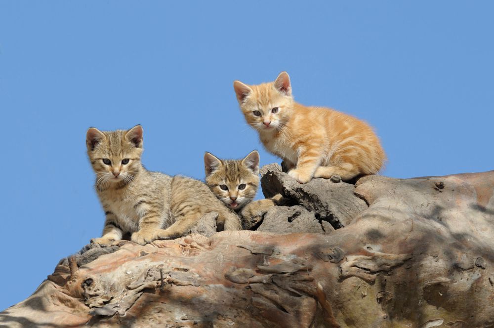 在澳大利亚野生小猫