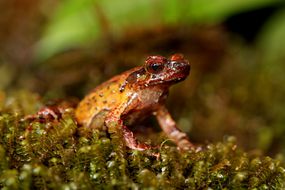 Megophrys Frigida