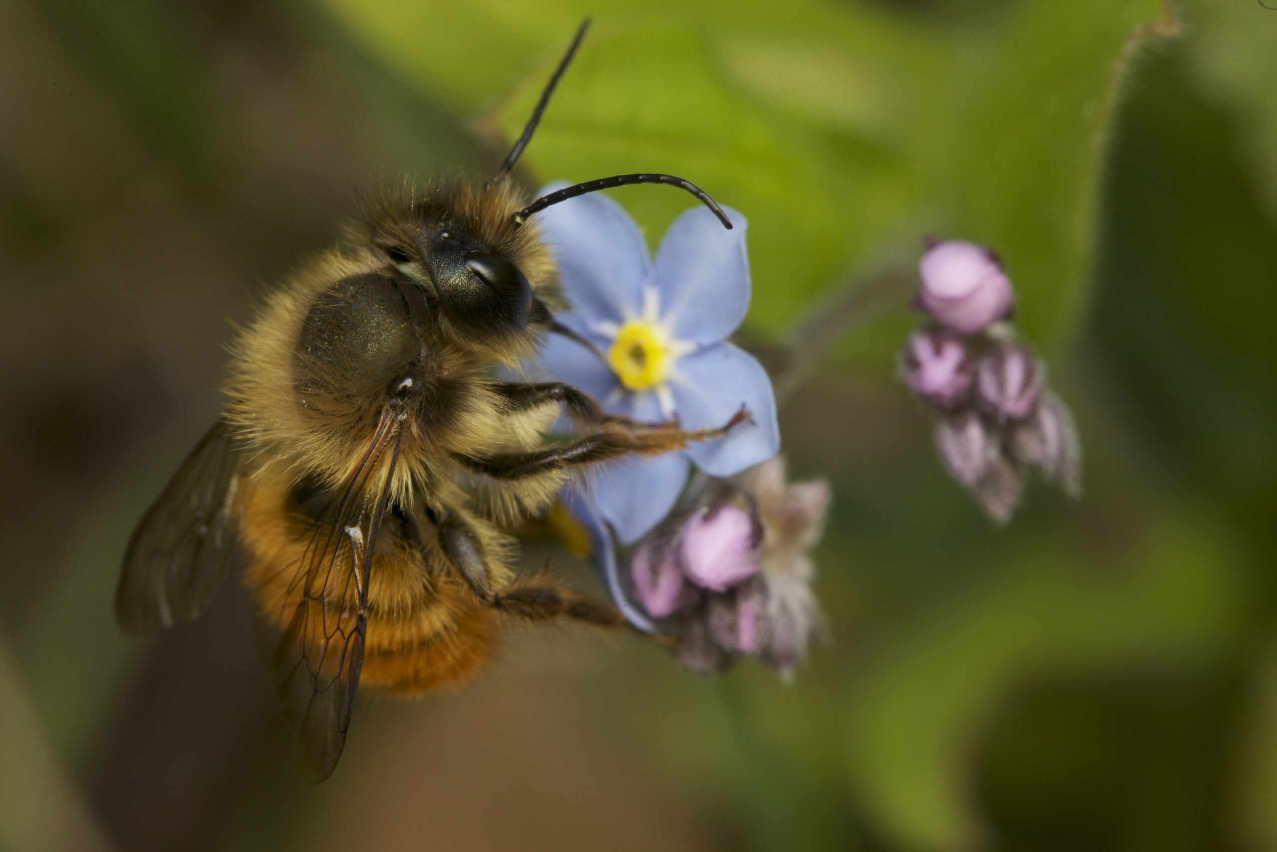 红梅森蜜蜂在勿忘我。图片来源:Â©Martin Dohrn