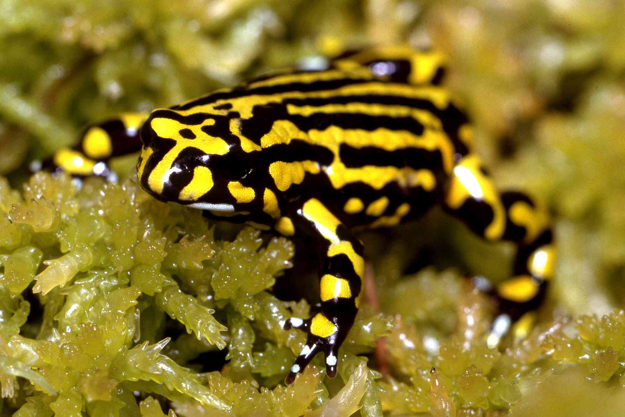 黑色和黄色歌舞会青蛙坐在泥炭藓沼泽。”width=