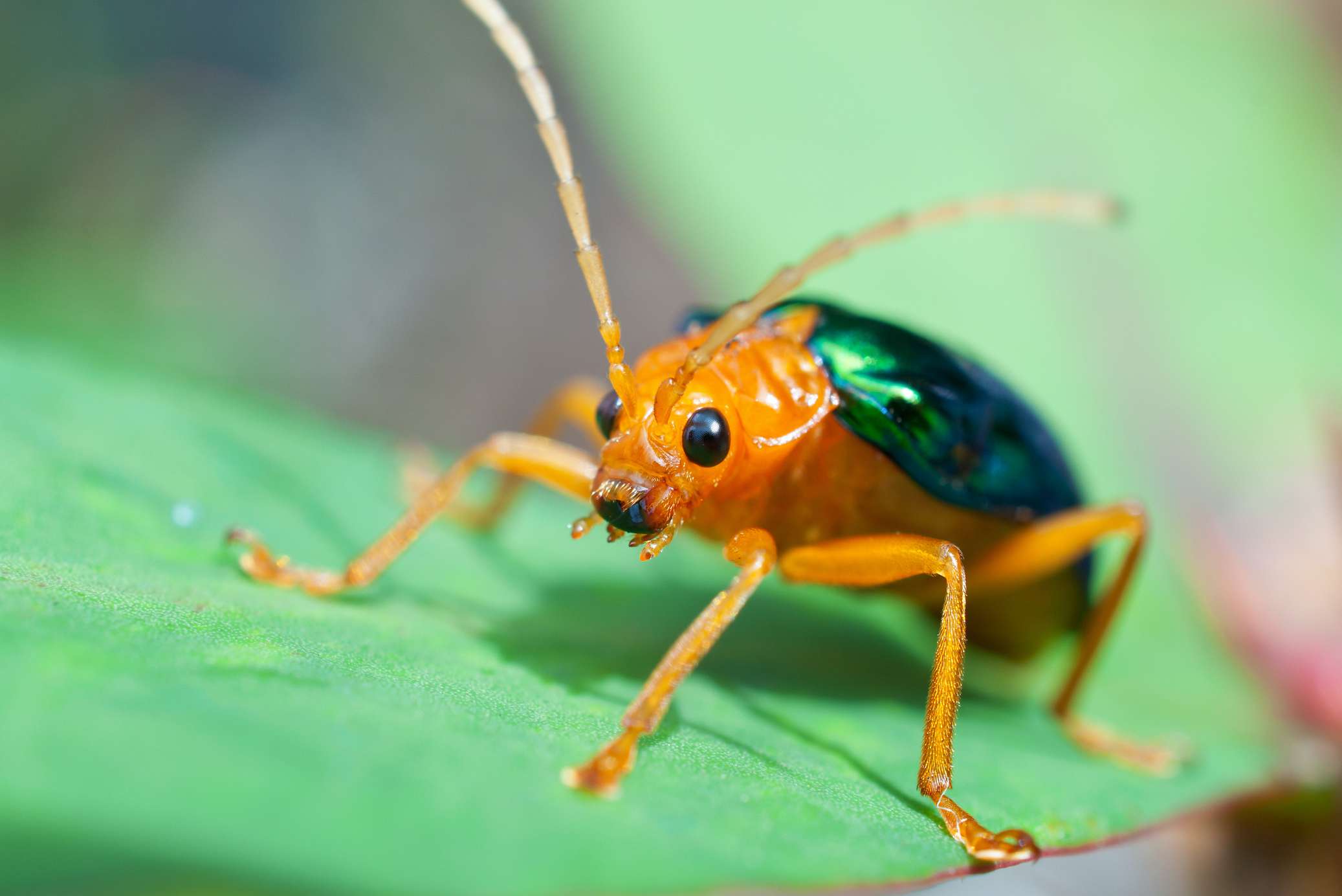 微距拍摄的投弹甲虫在一片叶子上＂width=