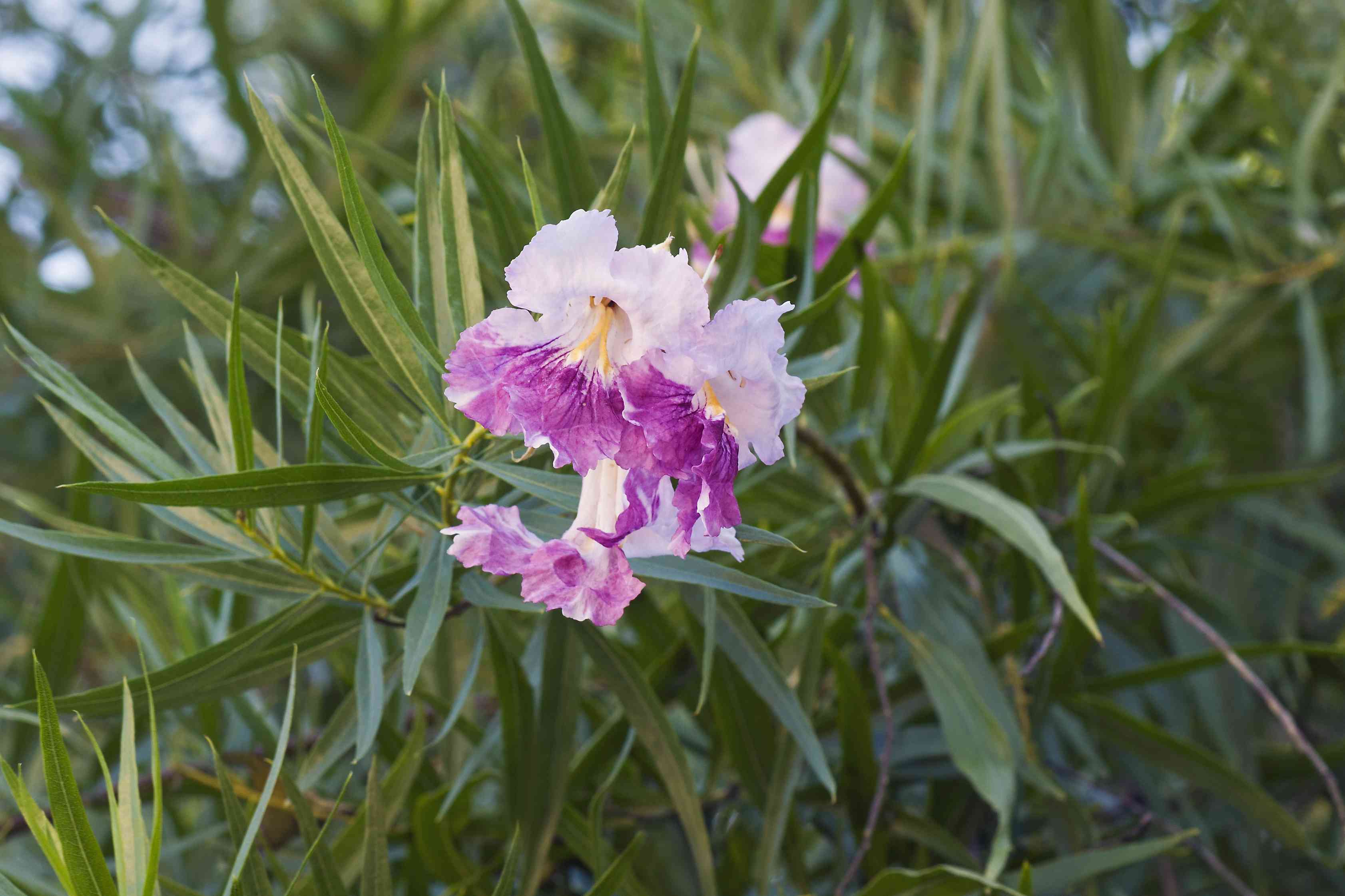 沙漠柳(Chilopsis linearis)