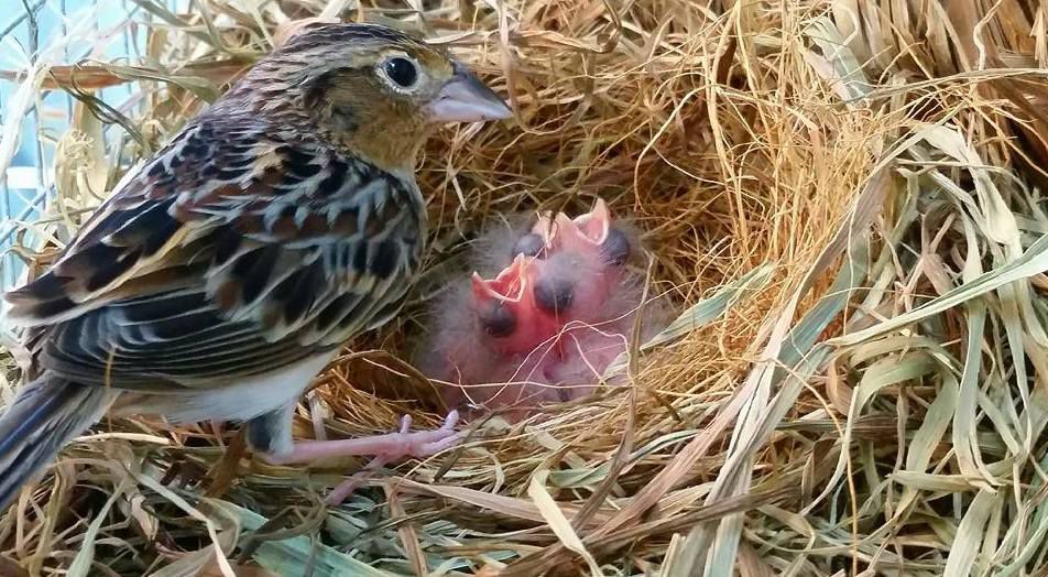 佛罗里达蚱蜢麻雀正在和两只张开嘴的毛茸茸的小麻雀一起筑巢。