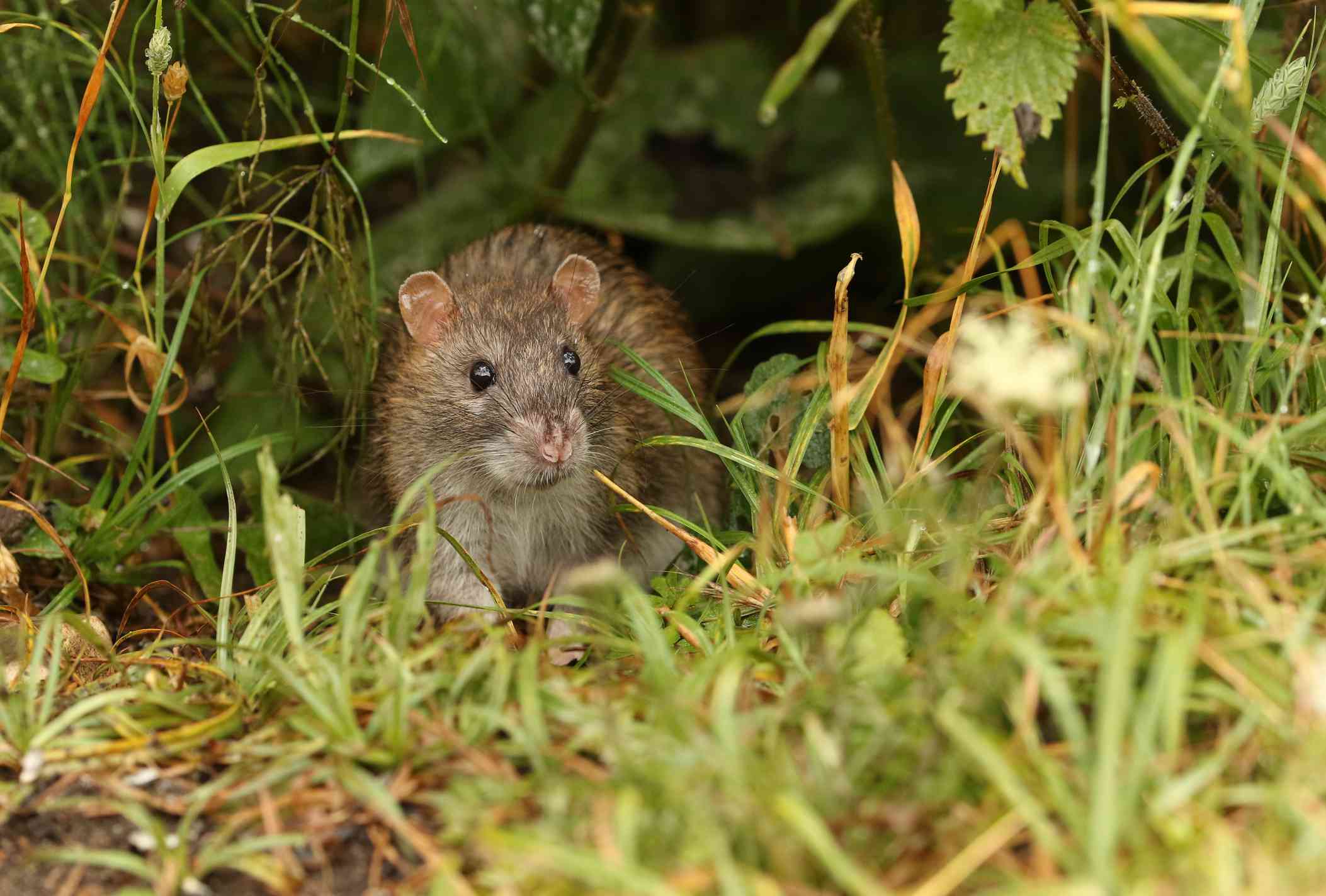 一个棕色的老鼠蜷缩在一片草地上