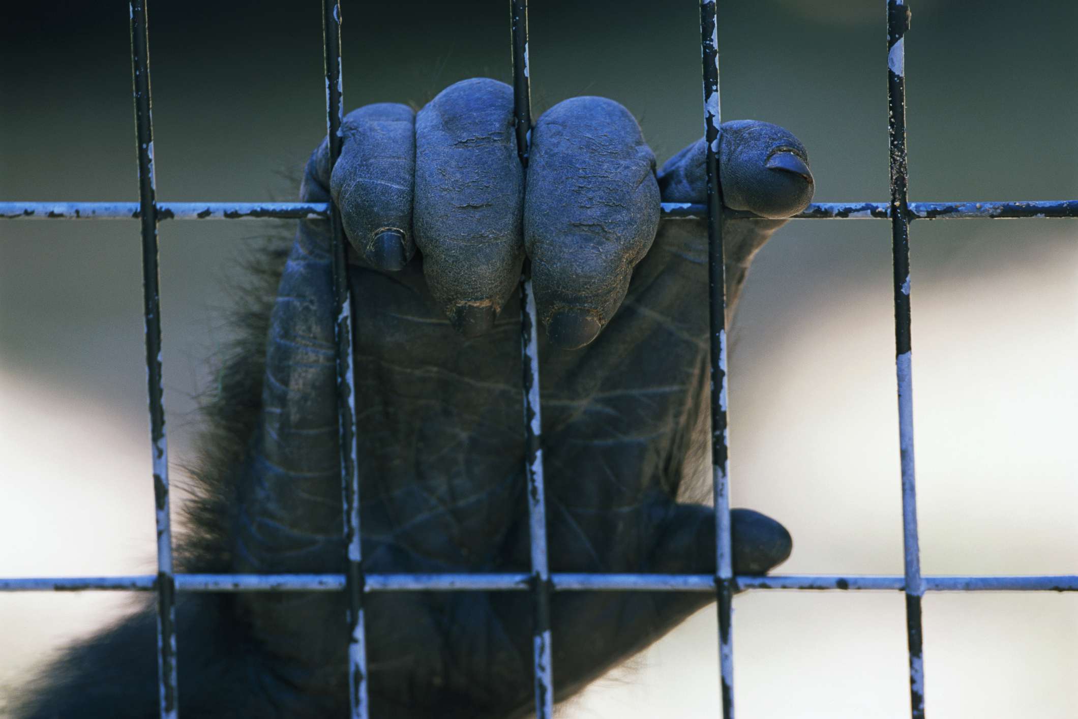 一只大猩猩的手抓着笼子。