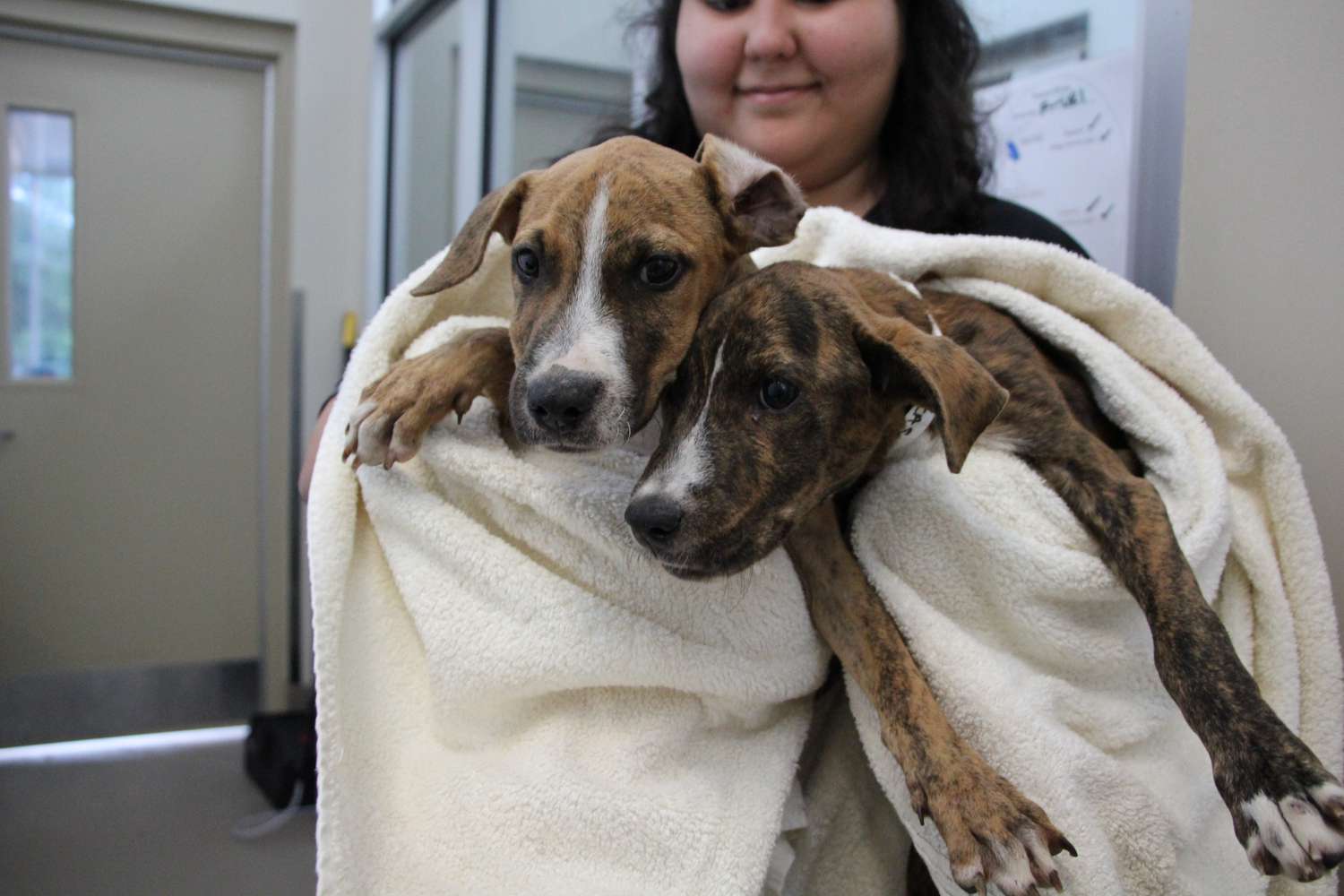 亚特兰大人道协会将在35个狗和猫从卡罗来纳避难所。