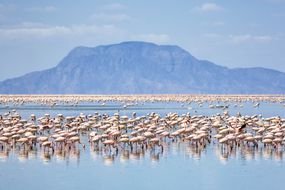 在坦桑尼亚Shompole山Natron湖进食的小火烈鸟＂width=