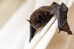蝙蝠，棕色的皮草紧贴在一块白色织物上，翅膀