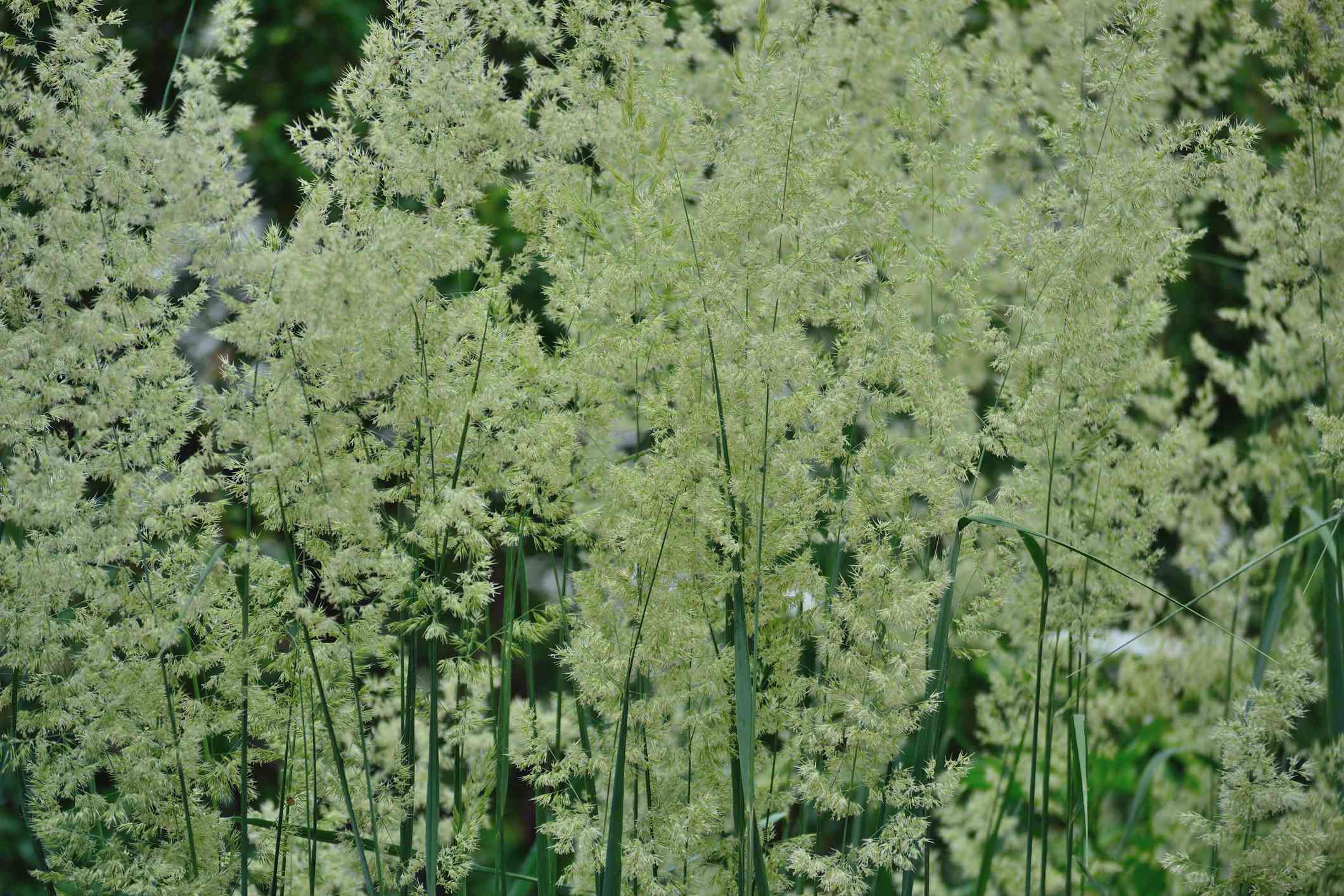 六月草（Koeleria macrantha）