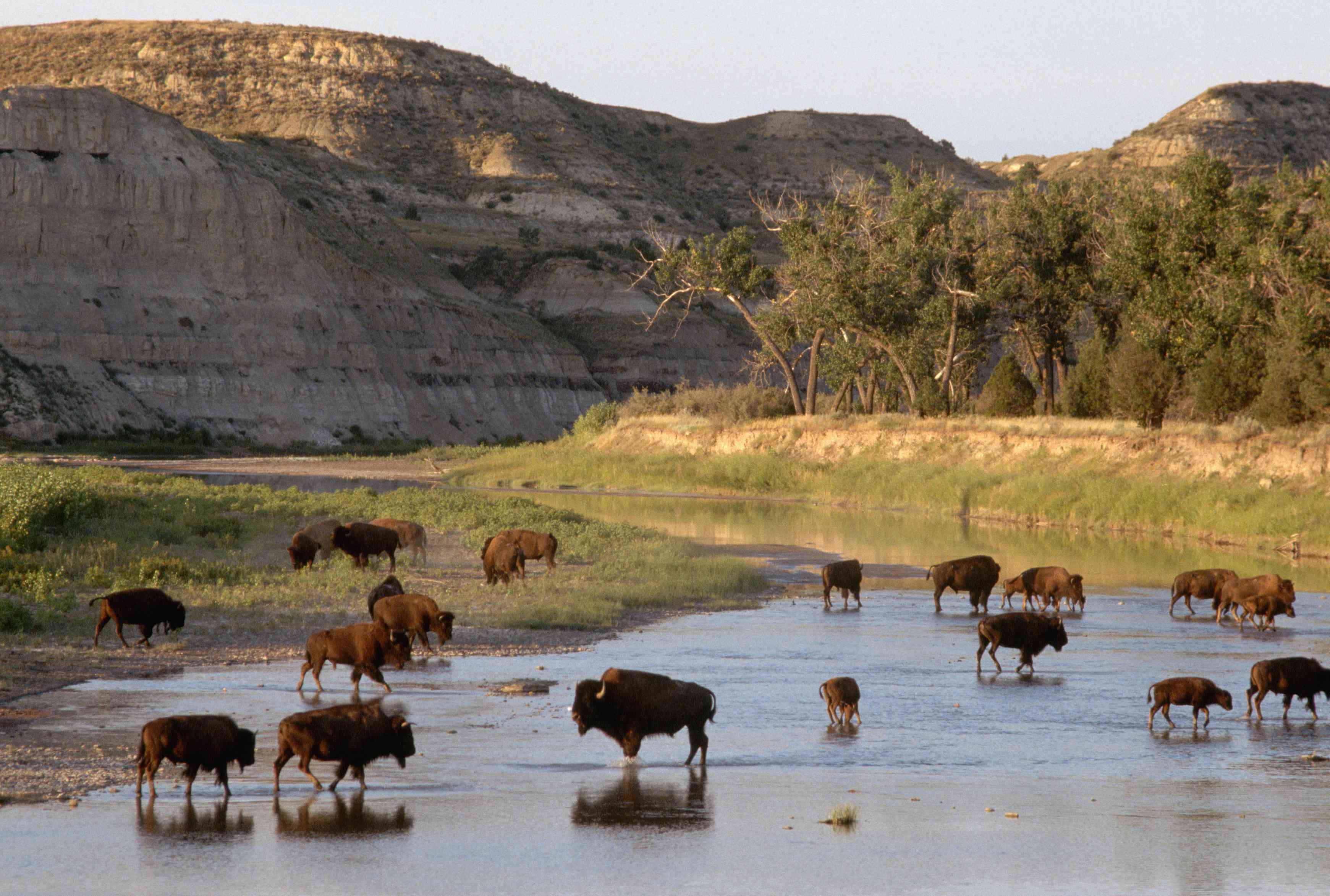 一群野牛在北达科他州西奥多·罗斯福国家公园荒地景观前的一条河里涉水