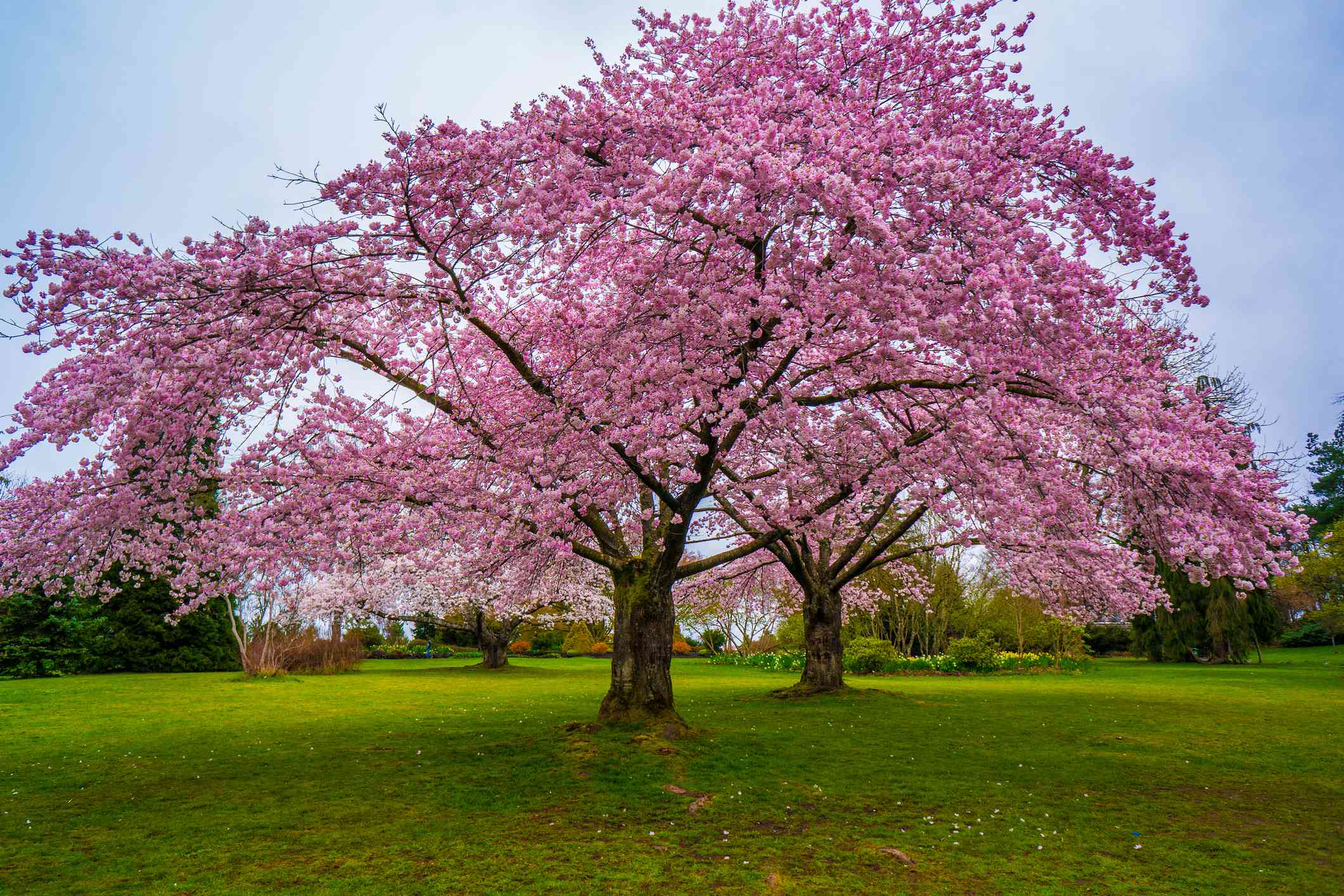 大的，明亮的粉红色樱花树在伊丽莎白公园（Elizabeth Park）的大型草坪上开花，温哥华在蓝天下