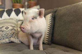 可爱的小猪坐在沙发上
