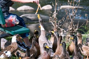 妇女喂一群鸭子吃白面包