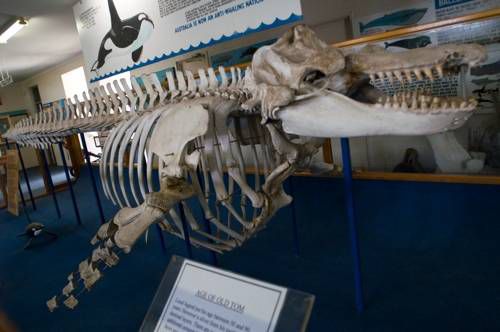 博物馆里的鲸鱼骨架