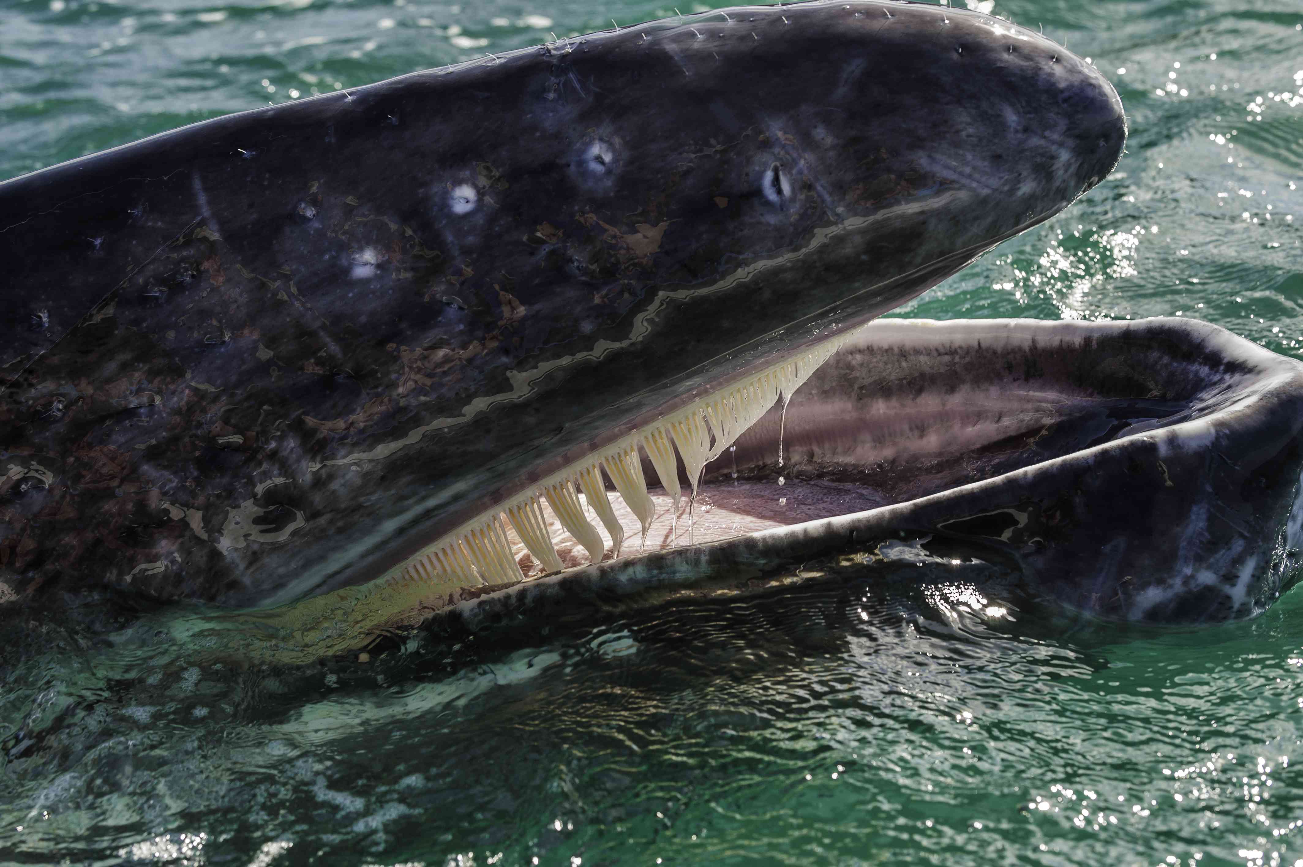灰鲸，灰鲸。张开嘴，露出鲸须或鲸骨和舌头。圣伊格纳西奥泻湖，南下加利福尼亚，墨西哥。小鲸鱼张大嘴巴，露出鲸须。＂width=