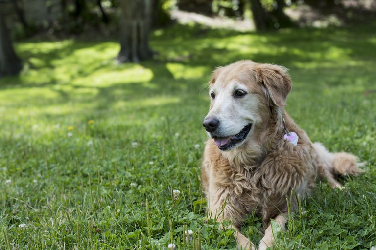 老金毛猎犬躺在草地上