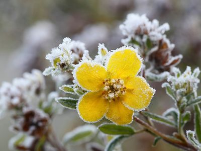 Frosted tundra rose