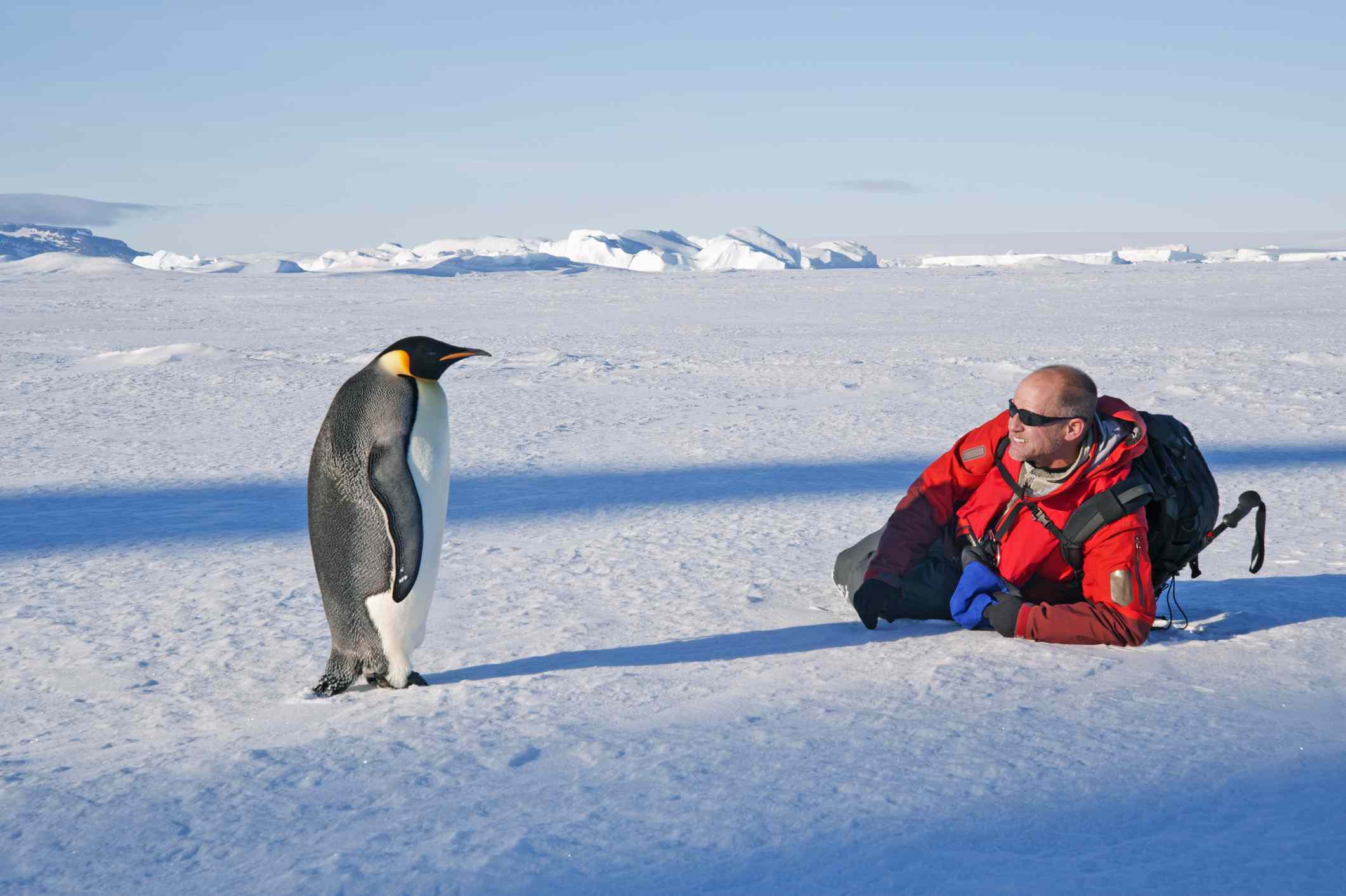 一个人侧躺在冰面上，靠近一只一动不动的帝企鹅。＂width=