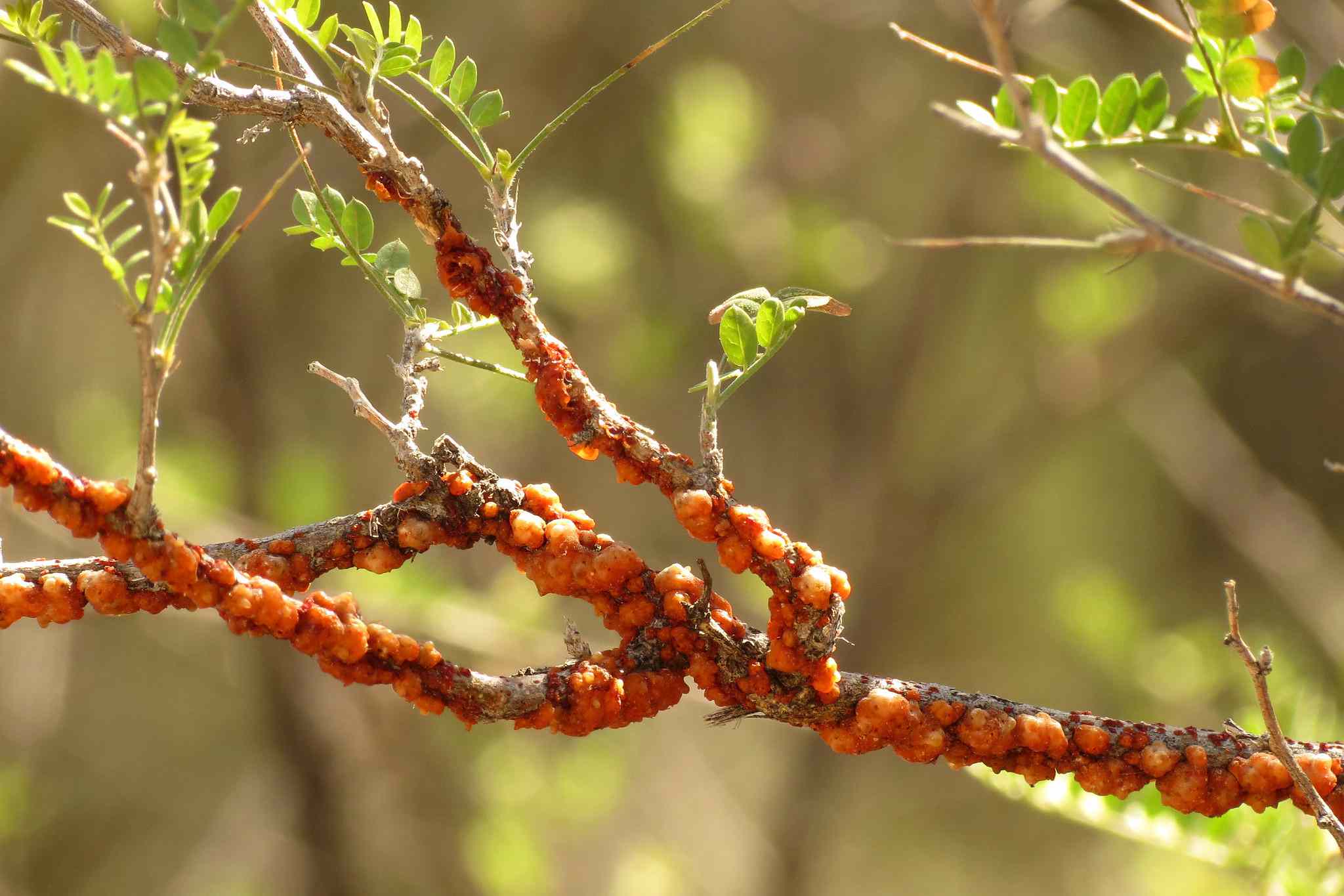 紫胶虫和它们覆盖在树枝上的红橙色树脂＂width=