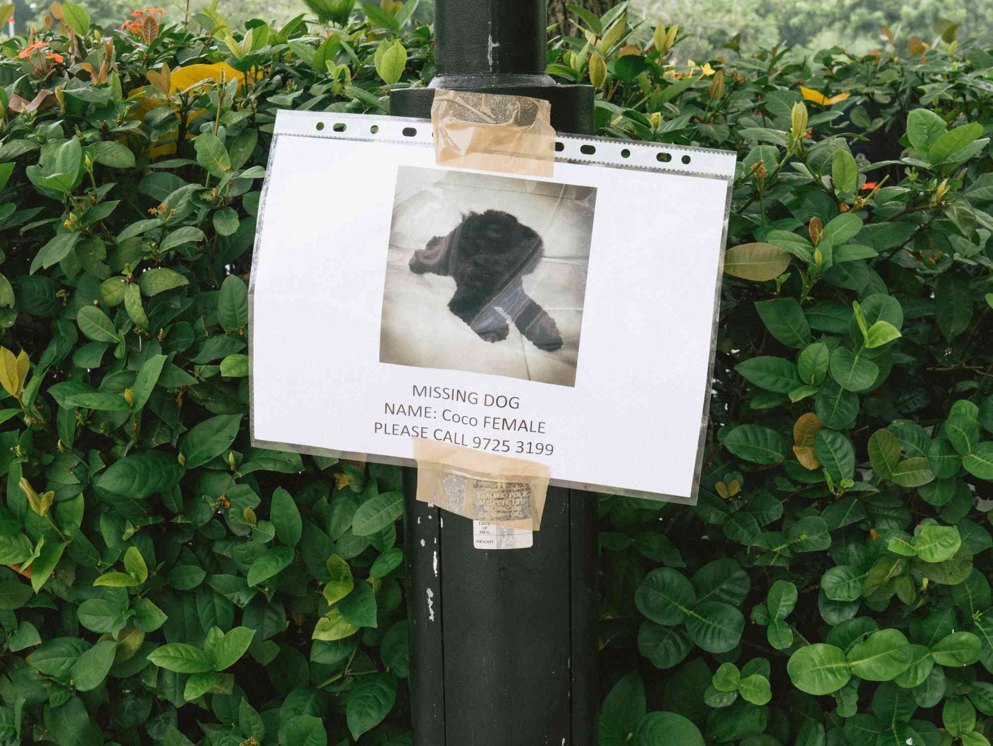 一条丧家之犬海报的信息调查。