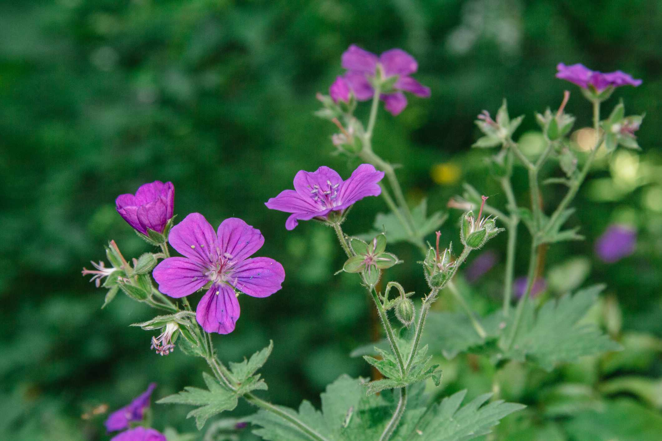 野生天竺葵(Geranium maculatum)