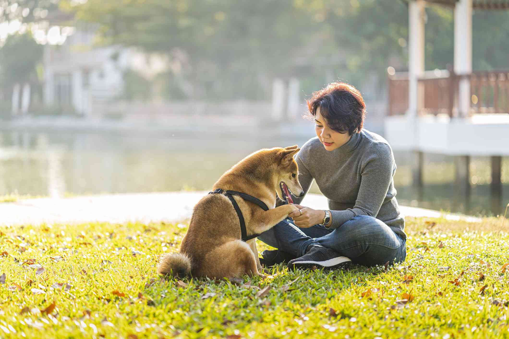 宠物情人。女孩玩日本柴犬。教学与训练狗通过握手问候。”width=