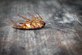 在木地板上的死的蟑螂“width=