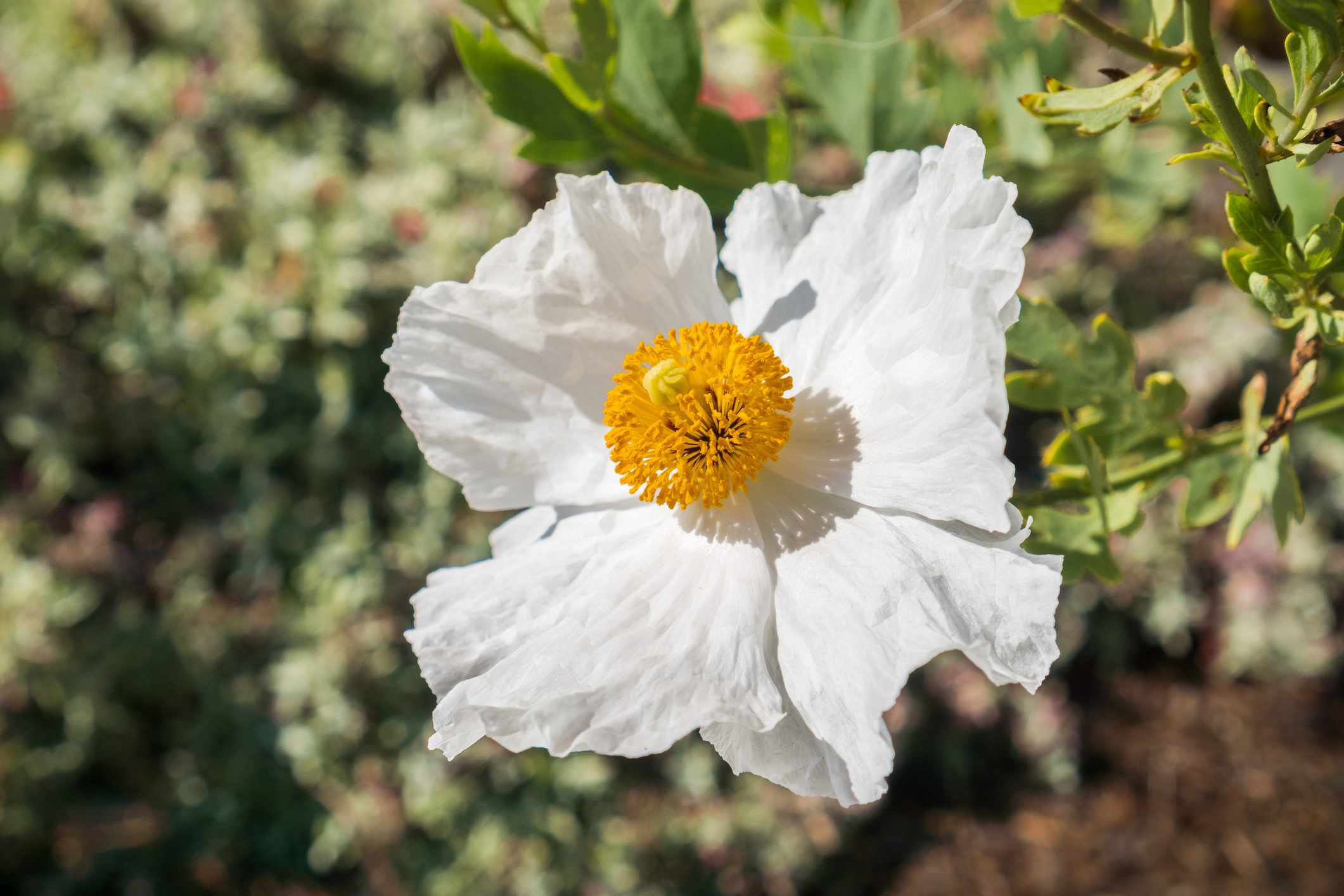 Matilija Poppy