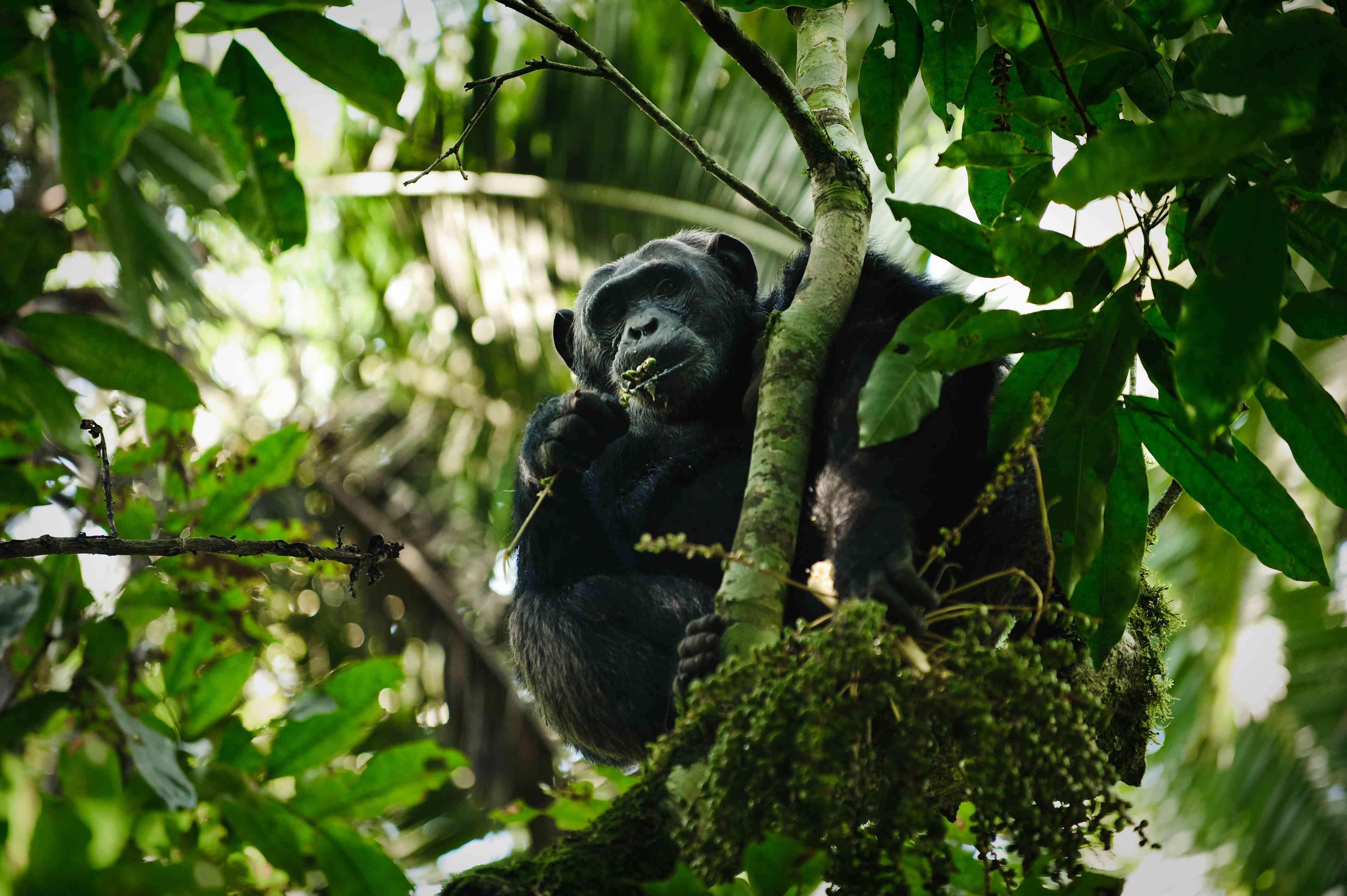 雄性黑猩猩，乌干达Kibale森林国家公园＂width=