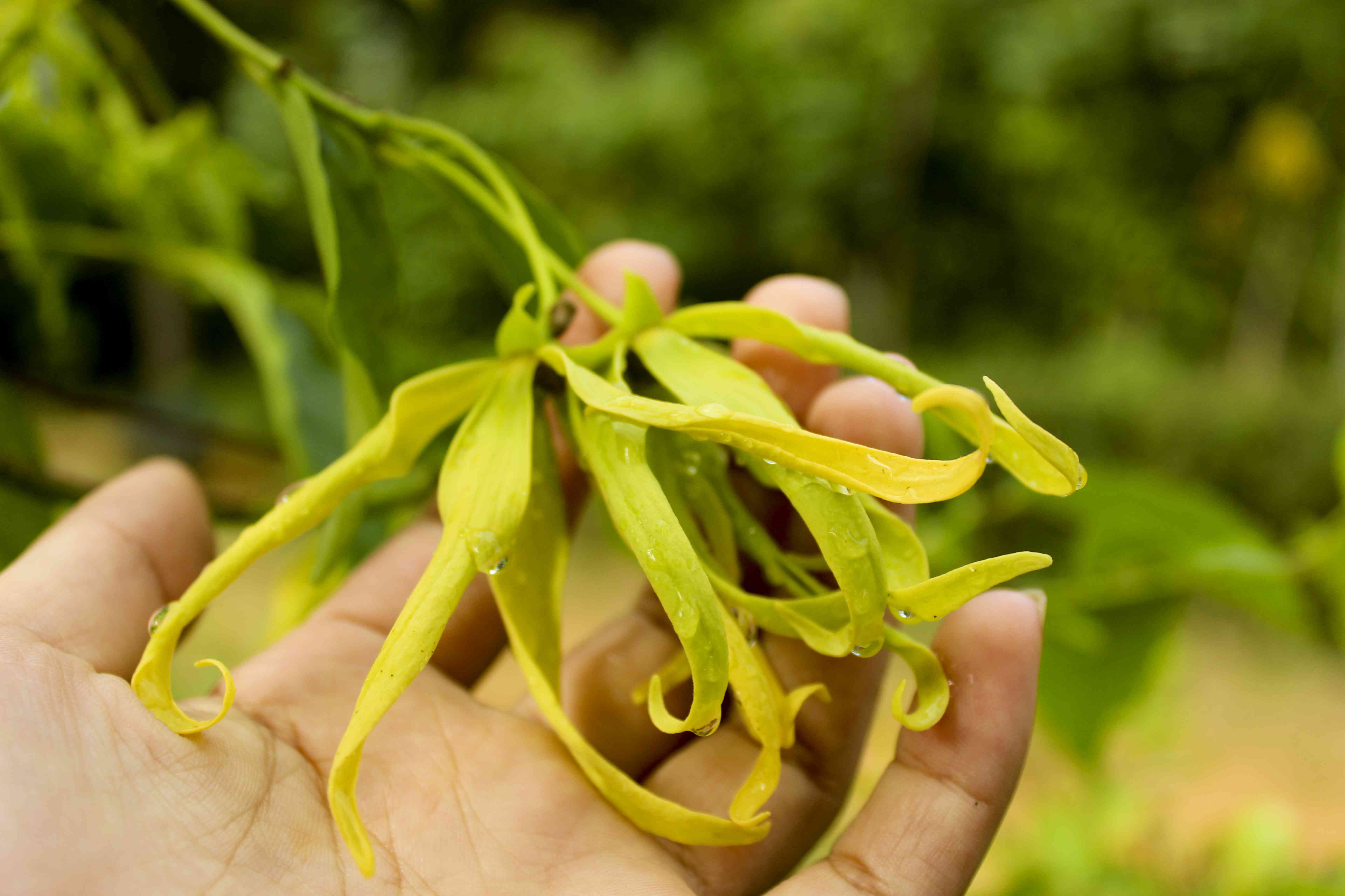 番荔枝花(番荔枝)