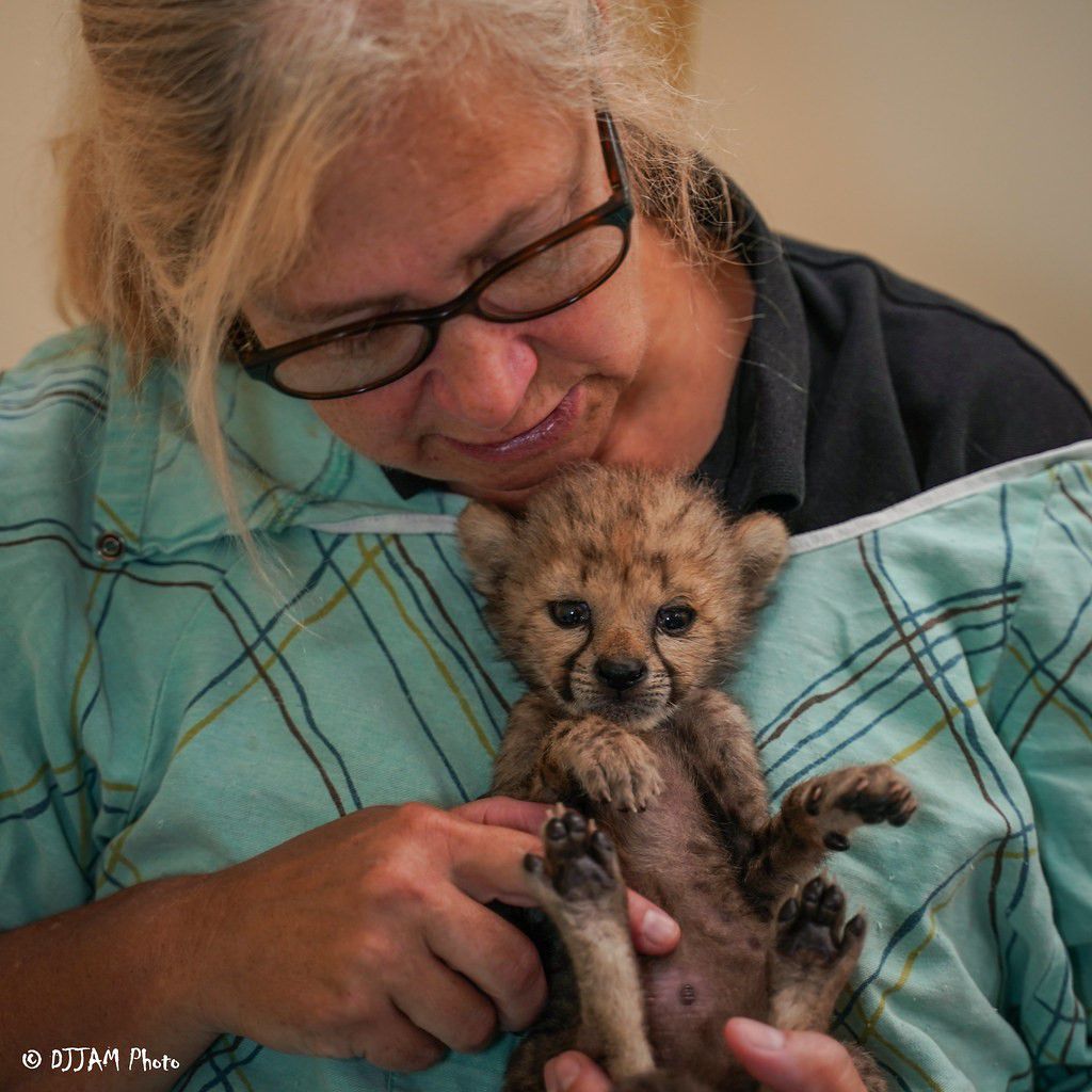 克里斯是第一次当猎豹妈妈的唯一幸存的幼崽。