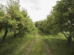 低头看果园中两排苹果树的中间