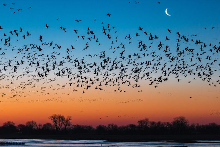 日落时分，一群沙丘鹤在普拉特河上空飞翔，水面上是树木的剪影，地平线上是橙红色的天空，湛蓝的天空上可见一缕明月