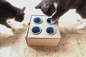 两只灰猫与DIY喂食器纸板盒在地板上玩