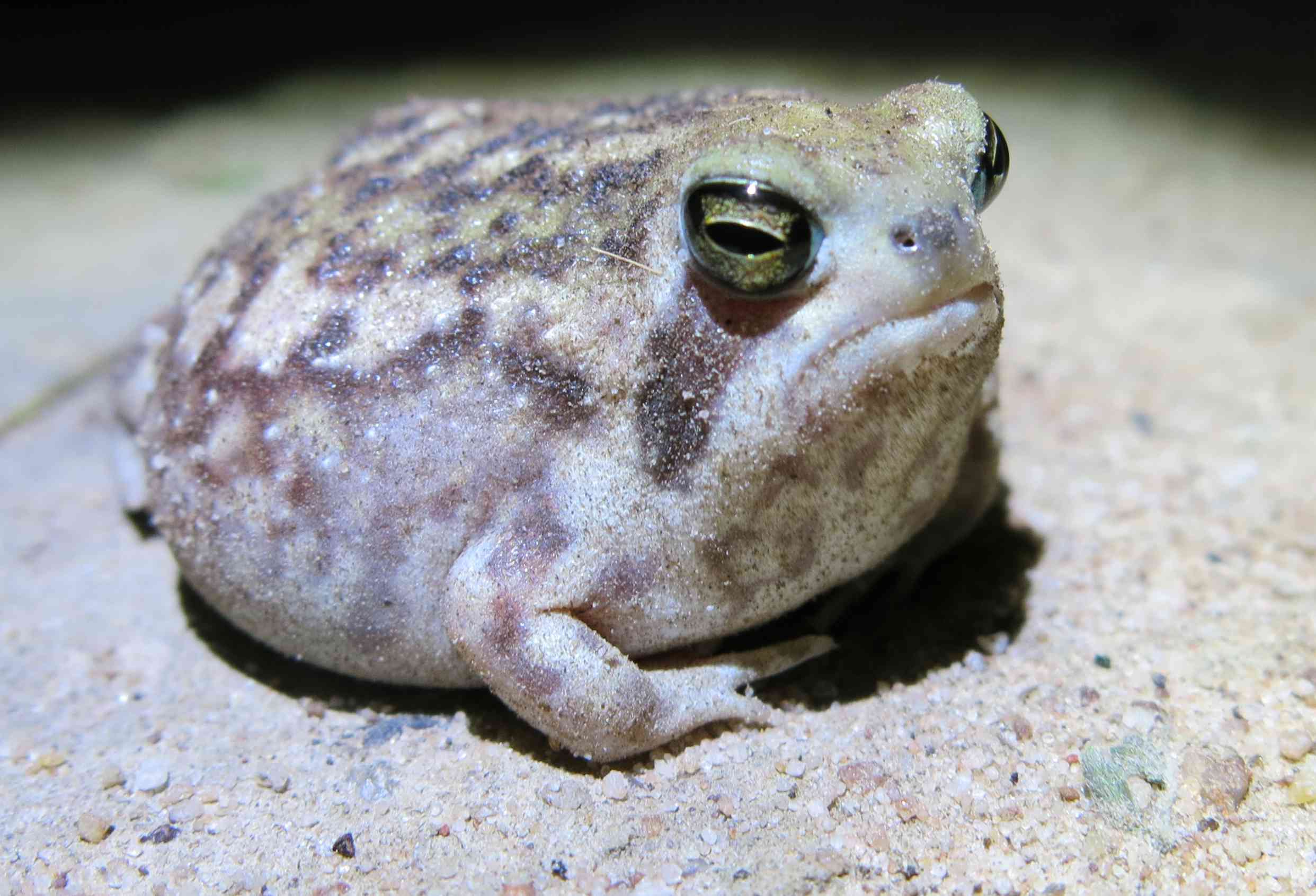 一只雨蛙坐在沙地上＂width=