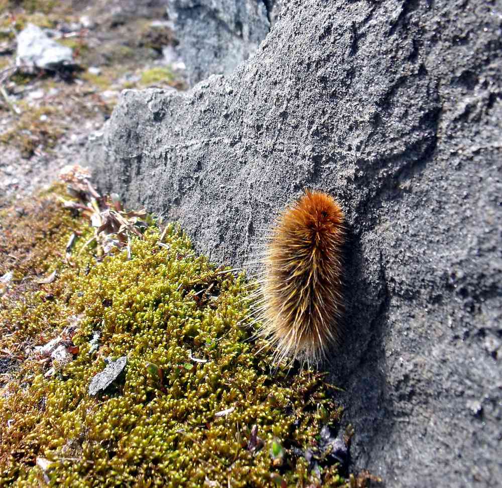 北极的熊蛾毛虫,挂在一块岩石上,可以一些极端的温度。