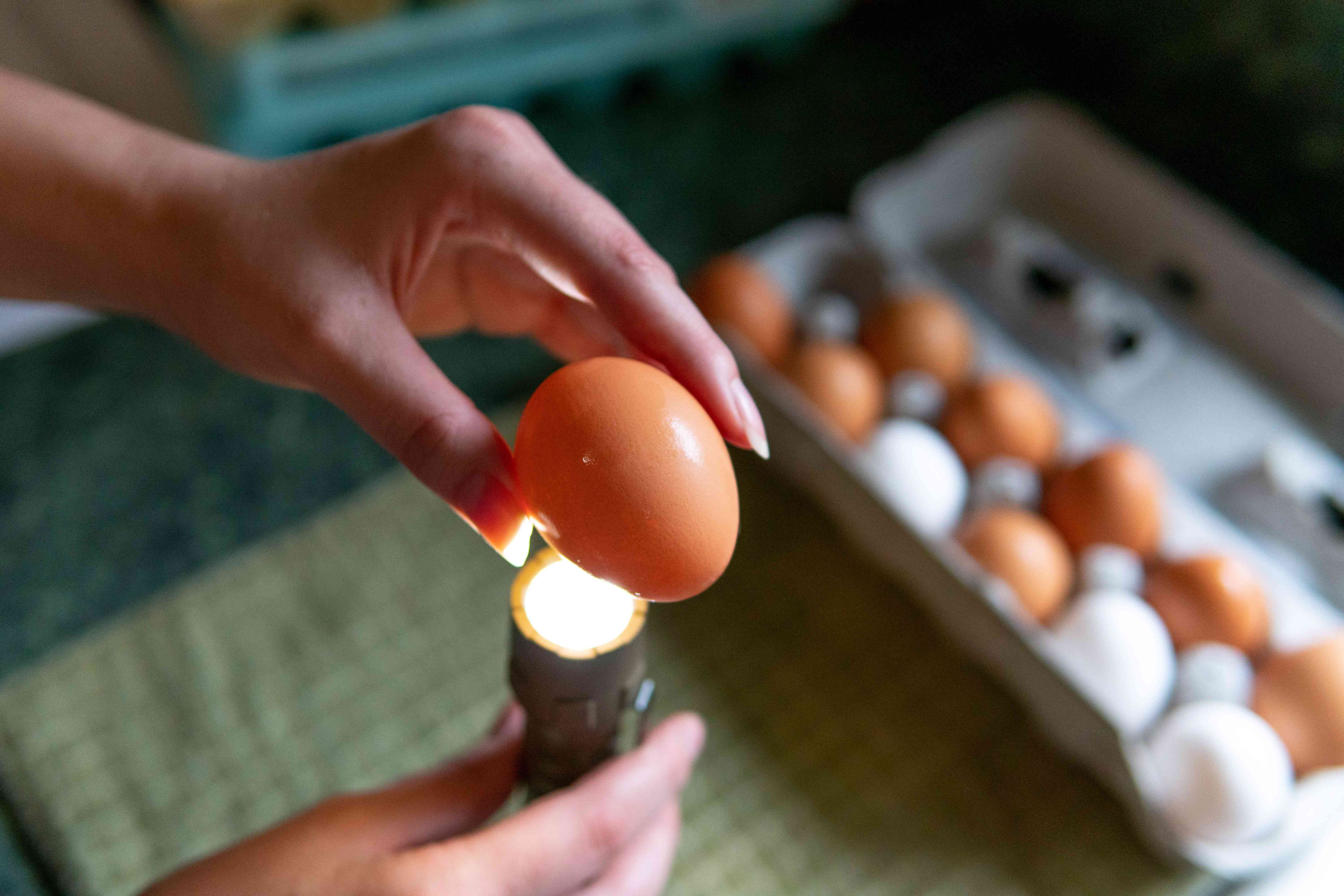 用手电筒检查鸡蛋