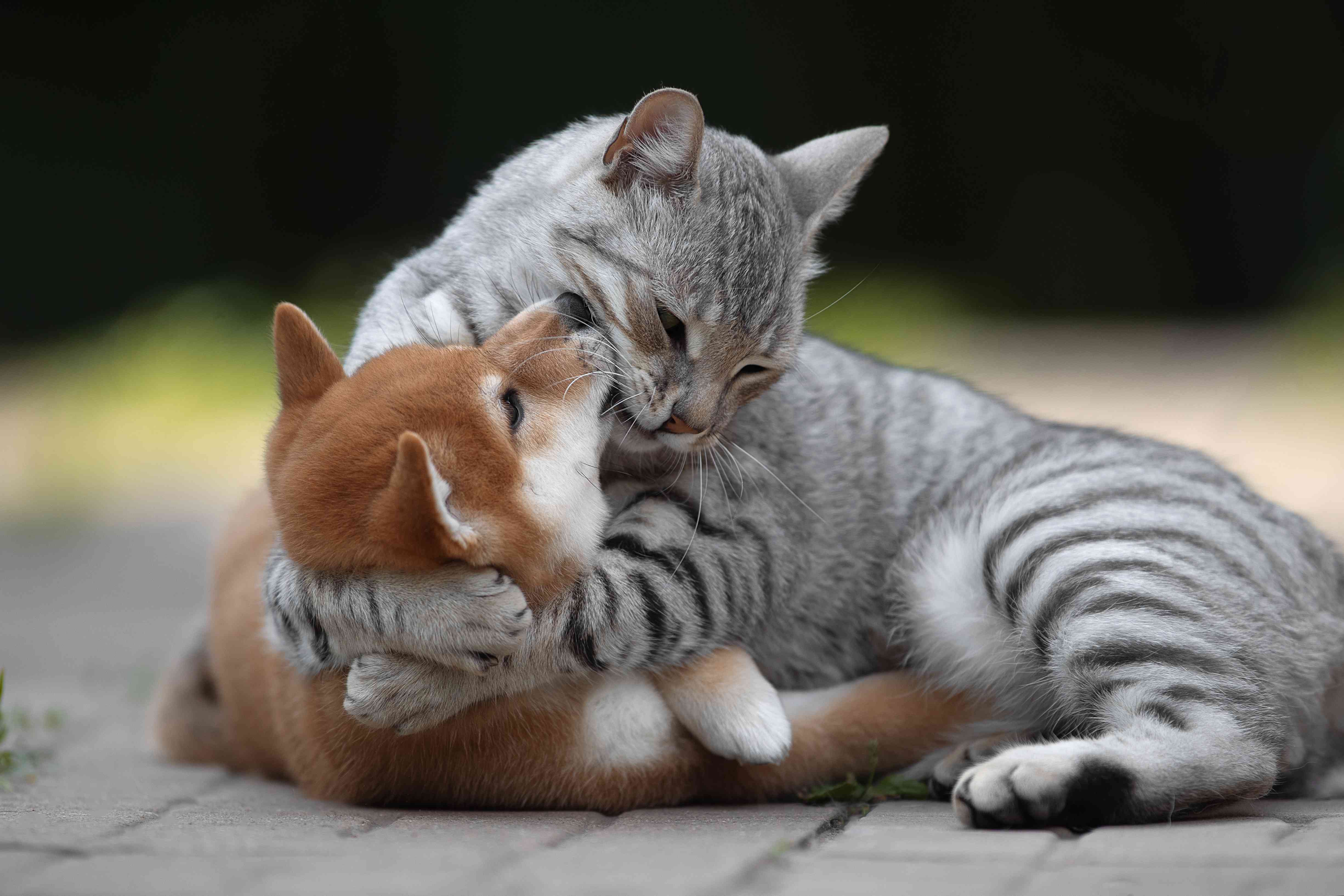 小狗和小猫拥抱