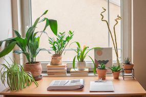 宿舍小书桌窗户周围的室内植物＂width=
