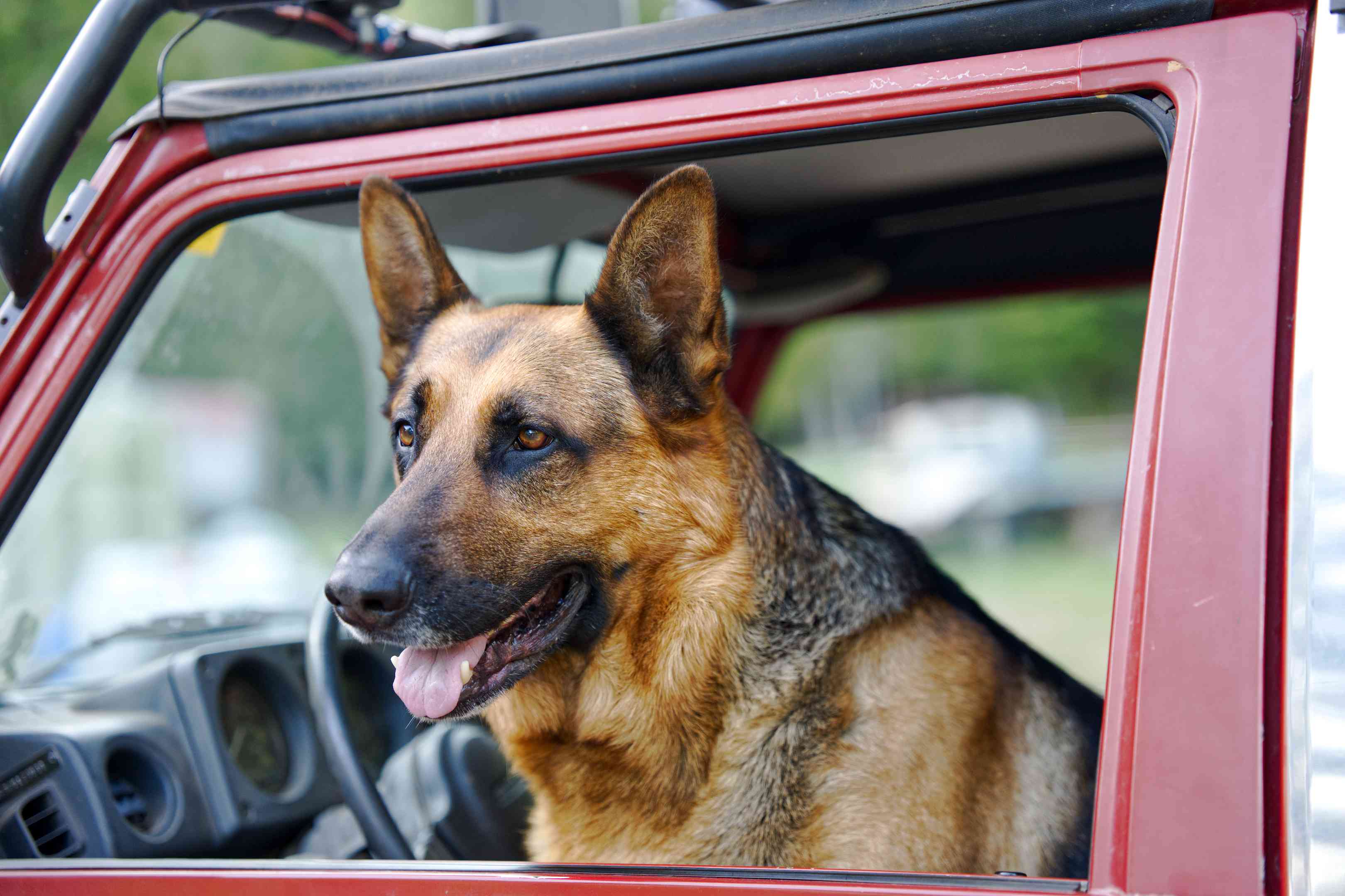 德国牧羊犬坐在吉普车的驾驶员座位上“width=