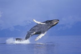 一头座头鲸在弗雷德里克湾破浪