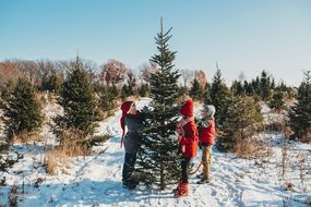 三个孩子站在圣诞树农场的雪地里，挑选他们的杉树