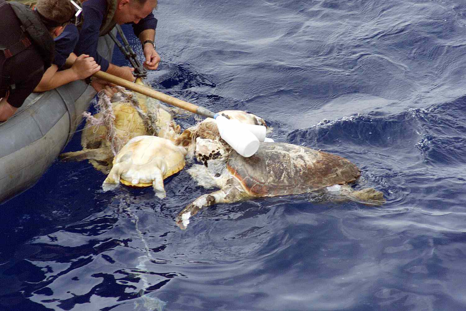 美国海军人员营救被缠住的海龟
