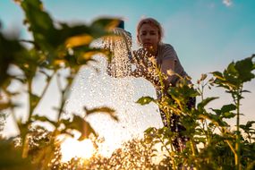 妇女关心植物，从喷壶浇灌绿色射击在日落。农业或园艺概念“width=