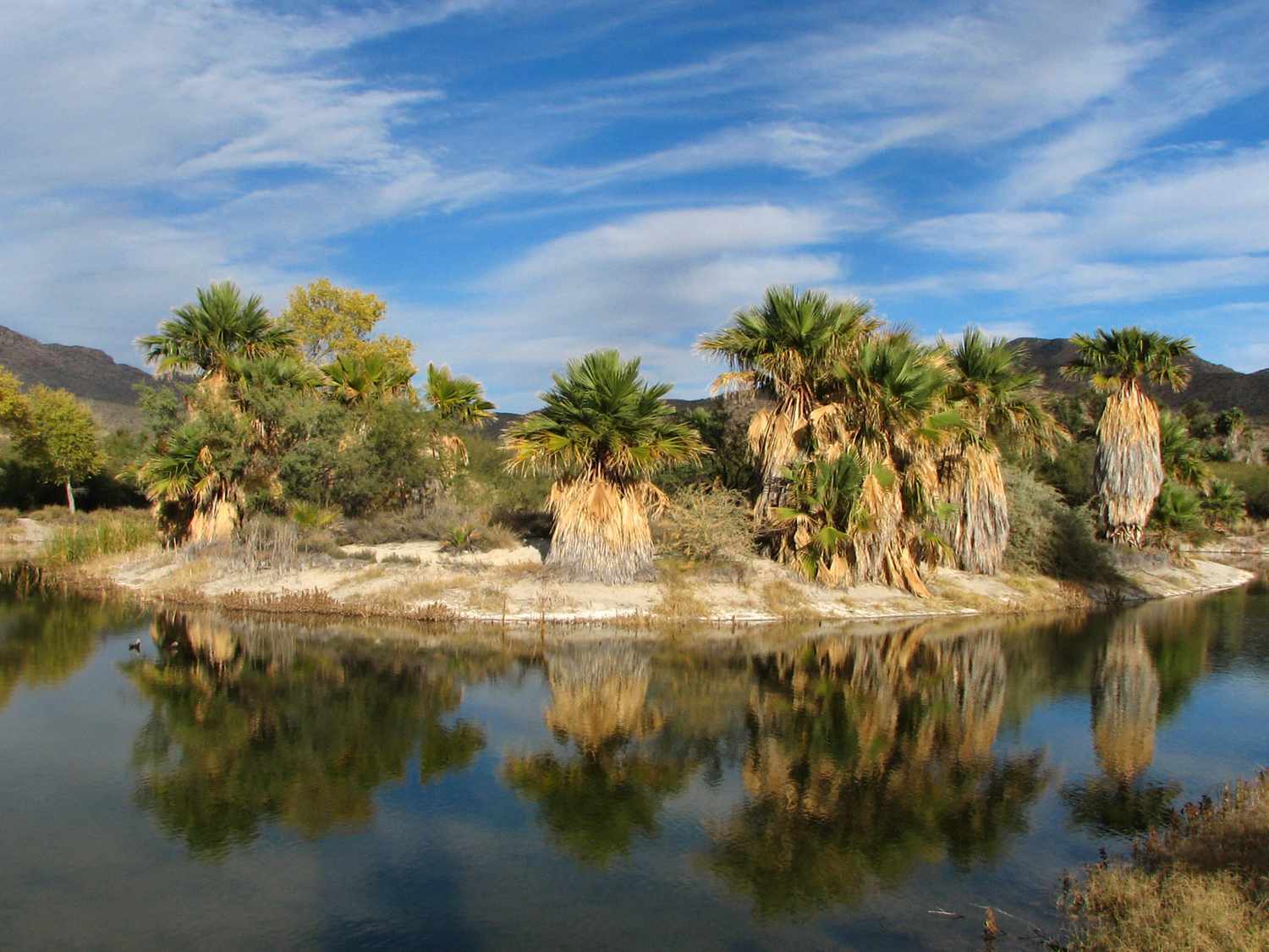 风扇手掌包围水对蓝天和白云在阿瓜克莱恩特地区公园在亚利桑那州