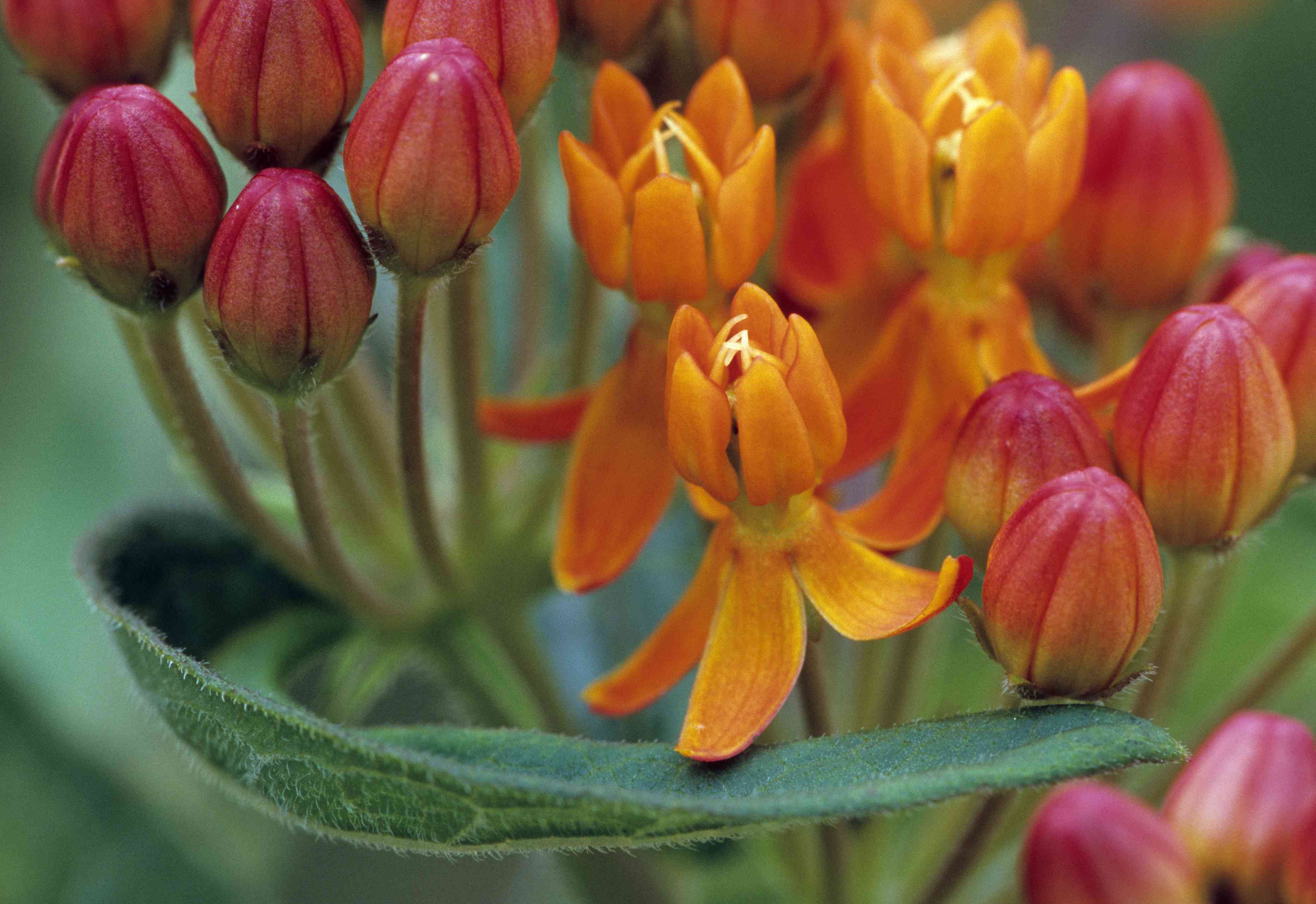 马利筋(Asclepias tuberosa)